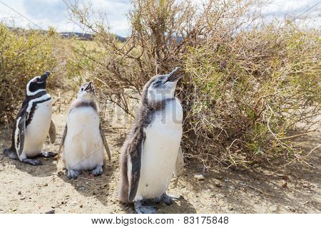Magellanic Penguin (Spheniscus magellanicus) in Patagonia