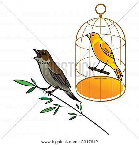 Nightingale and Canary