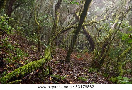 Laurel forest in Canary Islands, Spain, Europe
