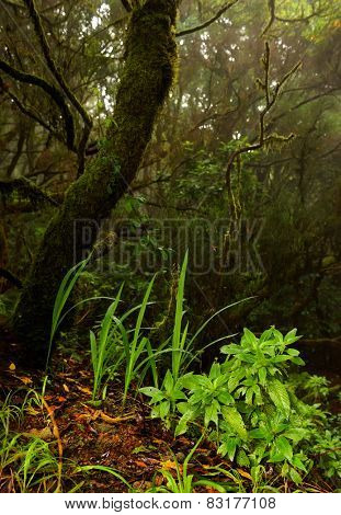 Laurel forest in Canary Islands, Spain, Europe
