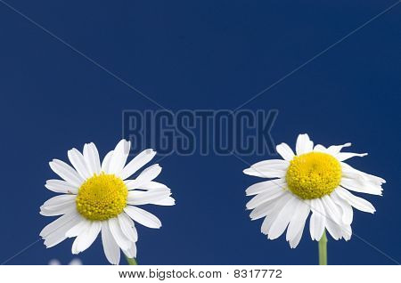 Ox-eye Daisy