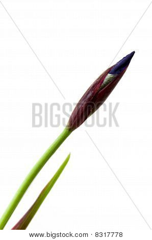 Iris Bud