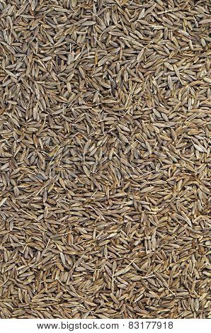 Cumin Seeds