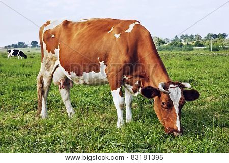 Cow