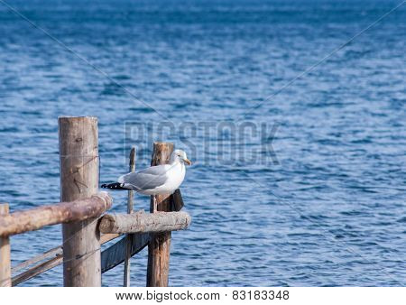 seagull