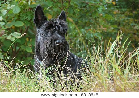 Scottish Terrier