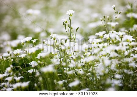 White Flowers Of Stellaria Holostea