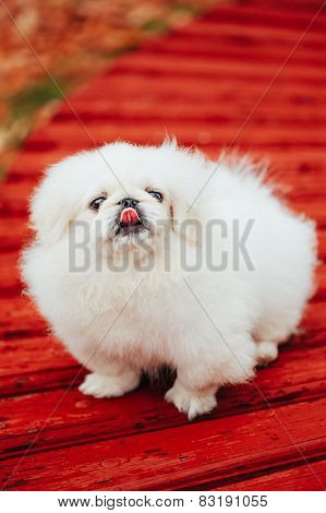 White Pekingese Pekinese Peke Whelp Puppy Dog Sitting On Wooden