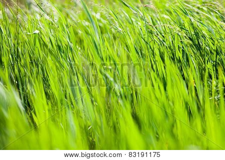 Green Grass In The Sunshine