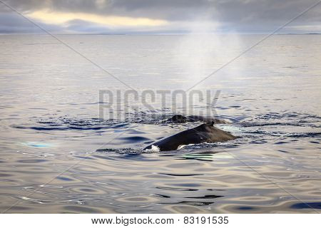 Humpback whale blowing water in the Skjalfandi Bay in Northern Iceland