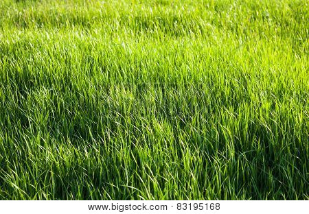 Green Grass In The Sunshine