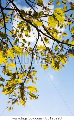 Green Blooming Branches Of The Oak Tree