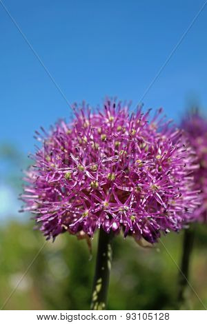 pink flower
