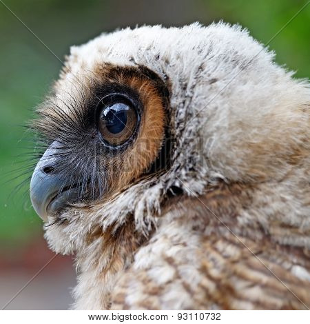 Ural Owl Or Strix Uralensis Bird