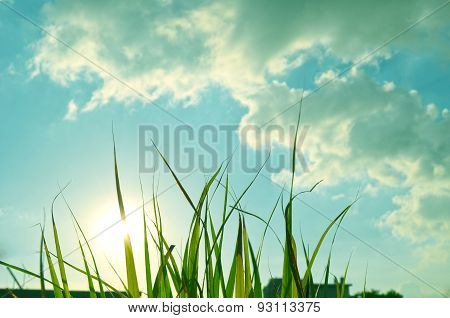 Portrait of Autumn green grass over the sky