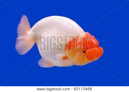 Beautiful Ranchu Or Lion Head Goldfish