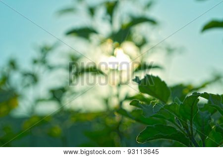 Natural Autumn tree on sky with sun