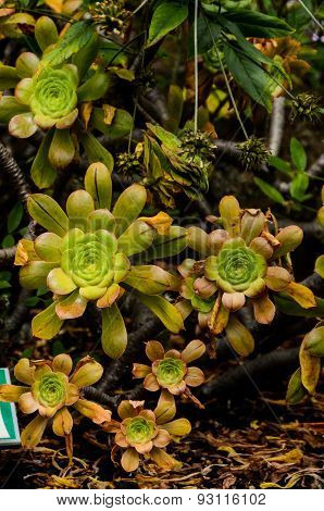 Green Succulent Flower