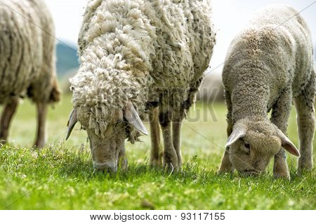 Flock Of Sheep On Green Grass