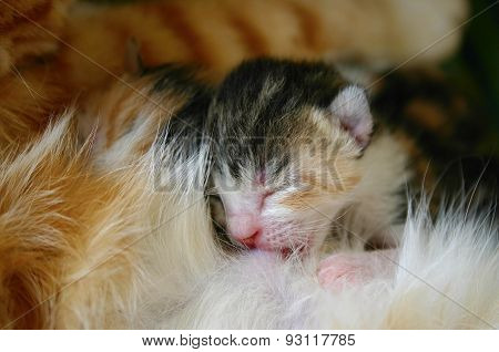 Cat nursing her newborn kittens