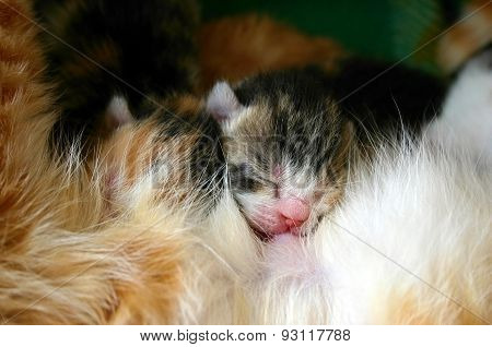 Cat nursing her newborn kittens