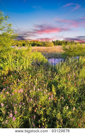 Texas Wildflowers At Sunrise