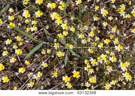 Small Yellow White Flowers On The Ground