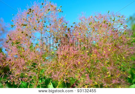 Fluffy pink plant