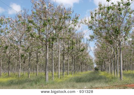 Fiatal Paulownia fa erdei