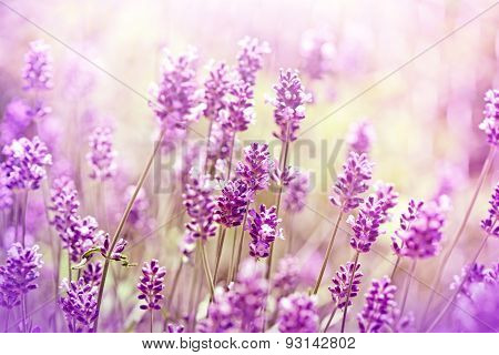 Lavender flowers
