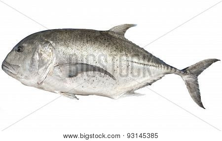 big Trevally fish isolated on white background