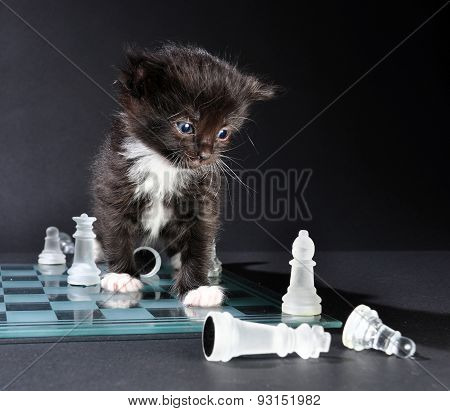 Kitten Looking At Glass Chess Board With  Pieces