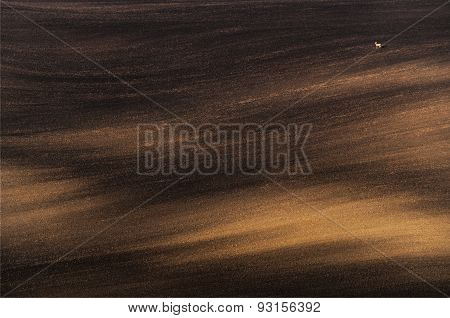 Minimalistic landscape with a lonely doe. Plowed field, lit by the morning sun and a lone deer standing on it. Moravian rolling landscape on sunset in brown  colors. South Moravian, Czech Republic.Europe.