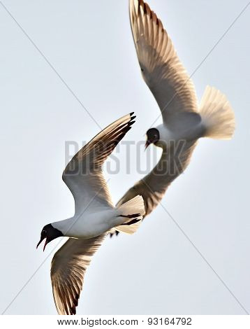 Adult Black-headed Gulls In Fight,