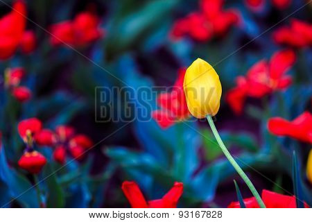 Yellow Tulip with red flower background