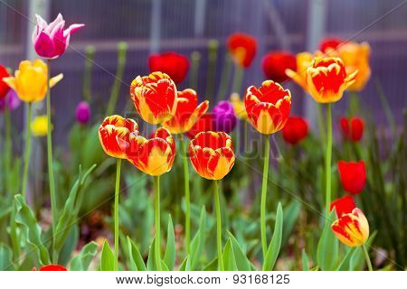 Orange Yellow Tulips