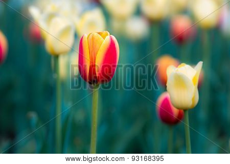 Tulip Close up