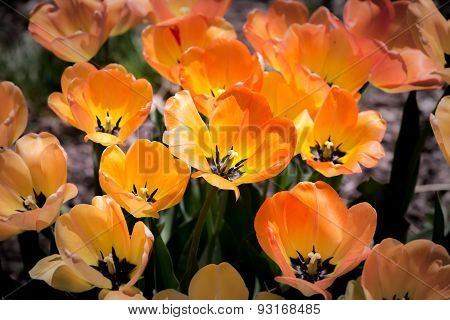 orange Tulips