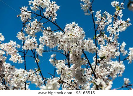Cherry blossom branches