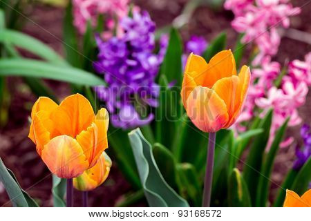 Orange Tulips