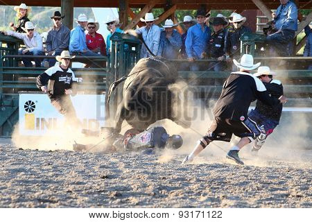 MERRITT B.C. CANADA - May 30 2015: Bull rider riding in the first round of The 3nd Annual Ty Pozzobon Invitational PBR Event.