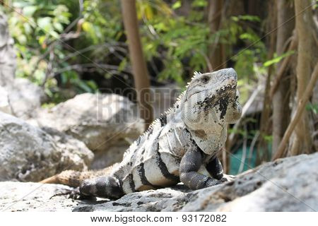 Large iguana resting on a rock