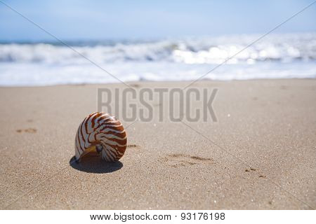 nautilus shell on sand beach and sea waves near Bournemouth, UK. shallow dof