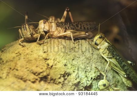 Desert locust (Schistocerca gregaria). Wildlife animals. 