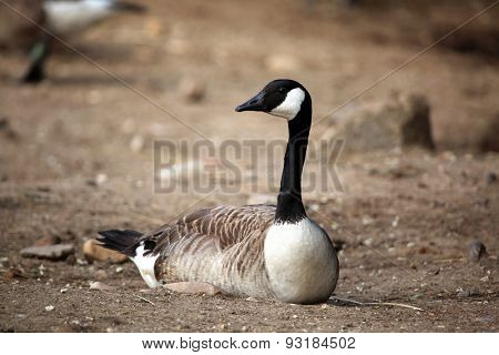 Canada goose (Branta canadensis). Wildlife animal. 