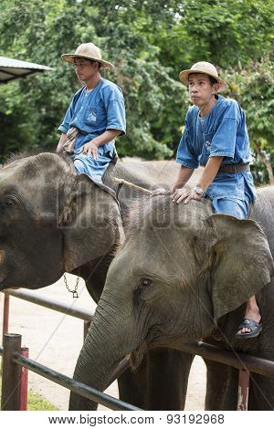 Mahouts bath and clean the elephants in the river