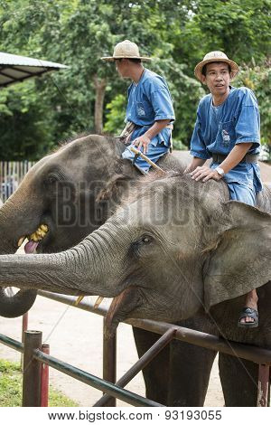 Mahouts bath and clean the elephants in the river