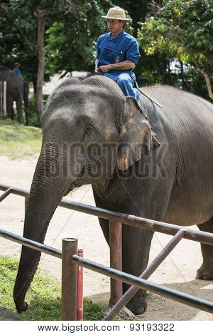 Mahouts bath and clean the elephants in the river