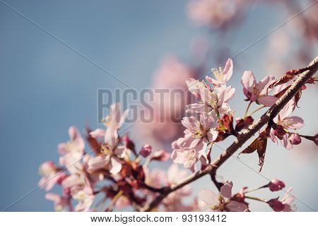 Closeup Of Cherry Tree (prunus Sargentii) Blossoms In Spring