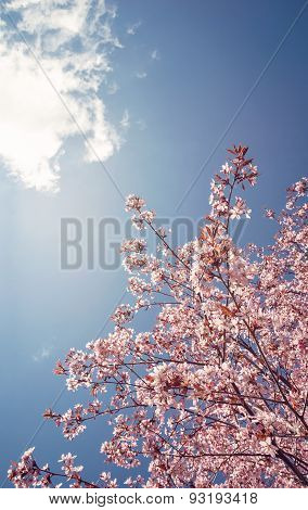 Cherry Tree Blossoms In The Spring